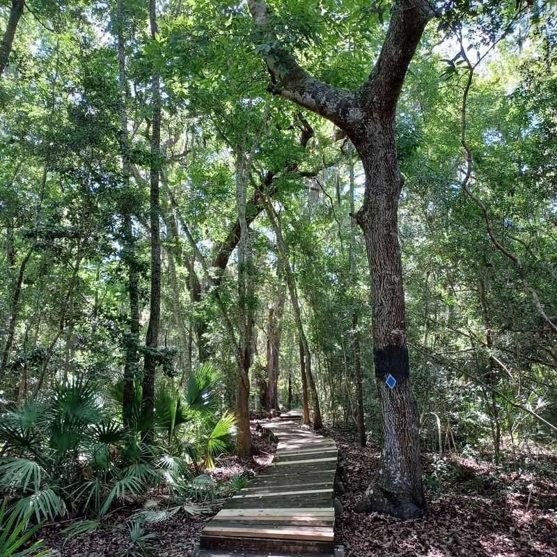Maritime Forest at Crooked River State Park