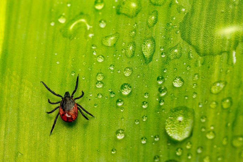 Removing A Tick Correctly Takes Steady Hands