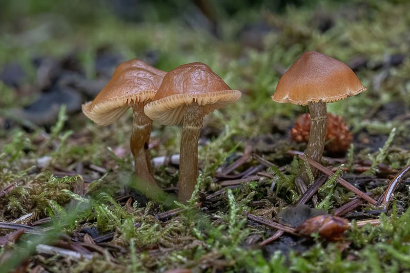 Conocybe Species (Conocybe spp.)