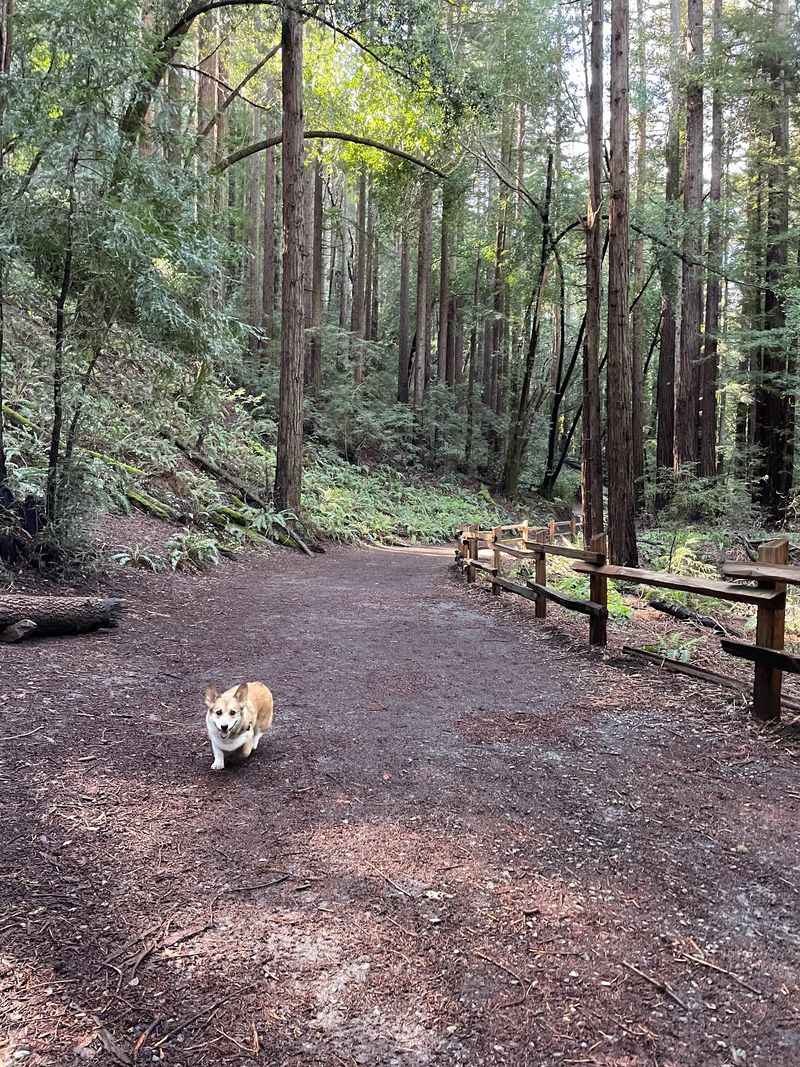 West Ridge Trail, Reinhardt Redwood Regional Park
