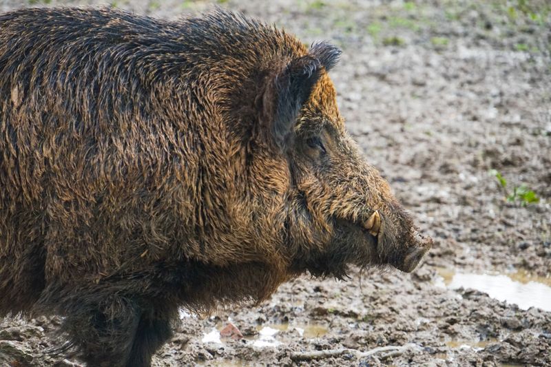 Feral Hogs