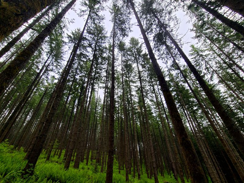 Get Gloriously Muddy at L.L. Stub Stewart State Park