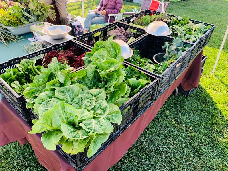 The Farmers Market at the Grove School in Redlands