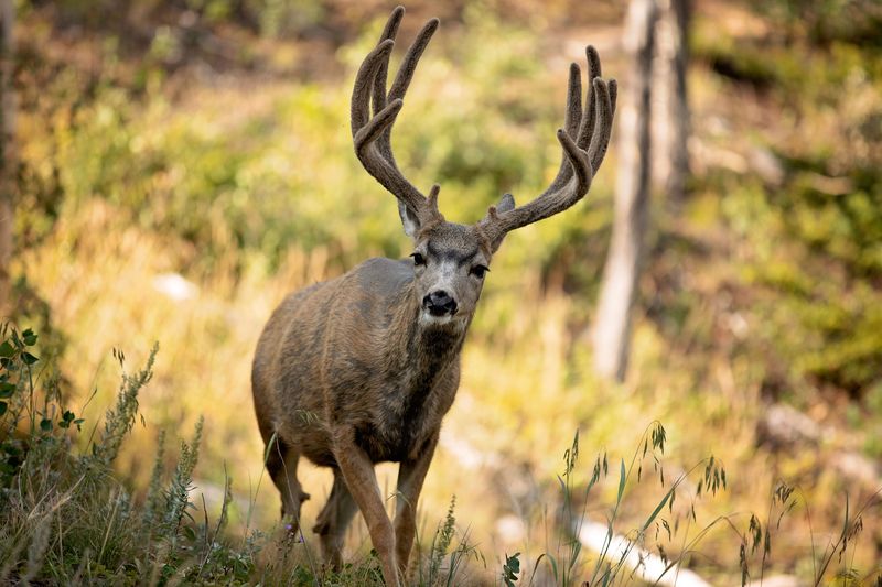Mule Deer