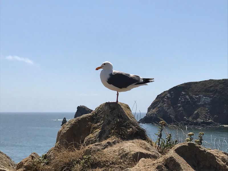 Harris Beach State Park, Brookings