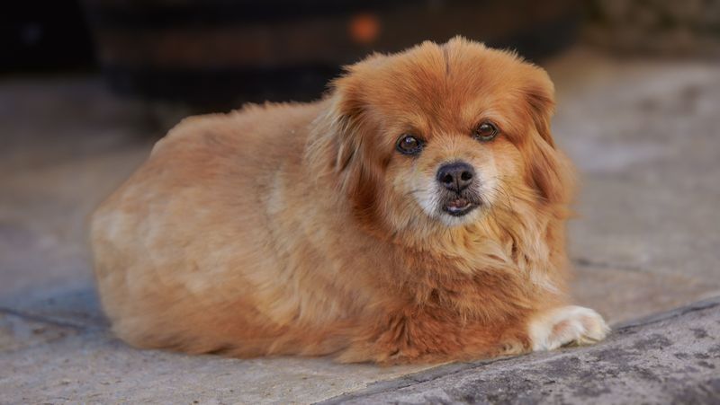 Pekingese