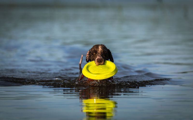 Portuguese Water Dog