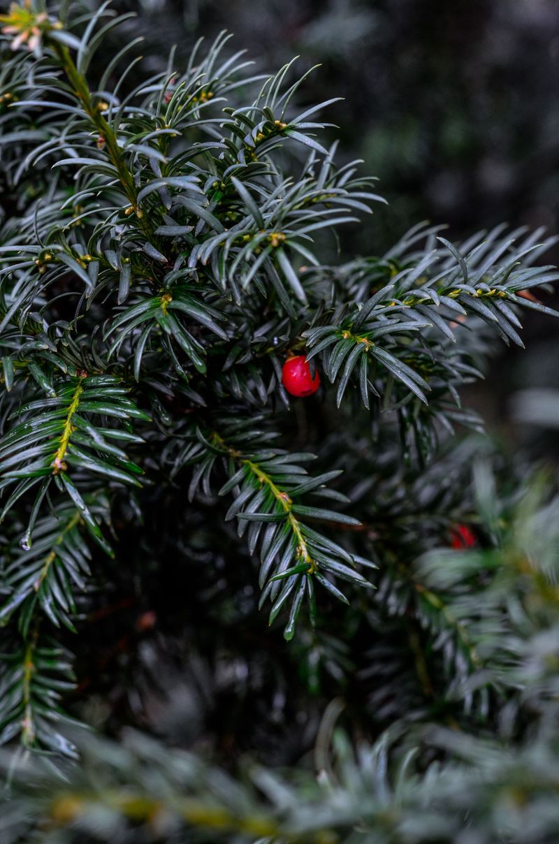 Yew