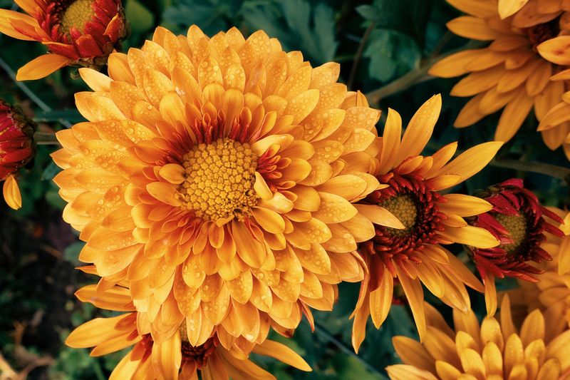 Chrysanthemum