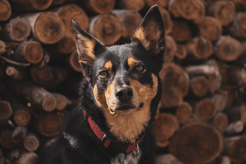 Australian Kelpie