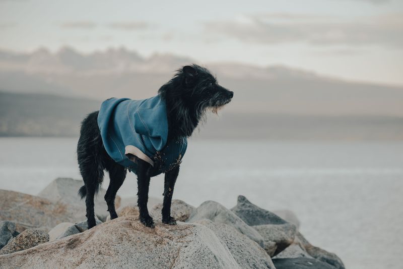 Portuguese Water Dog
