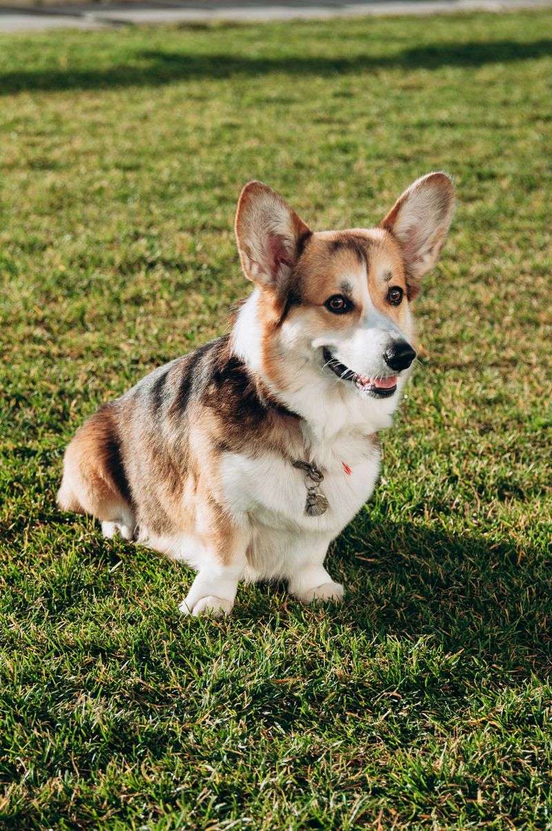 Pembroke Welsh Corgi