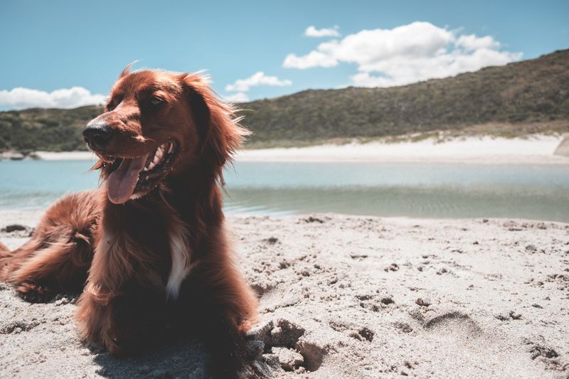 Irish Setter