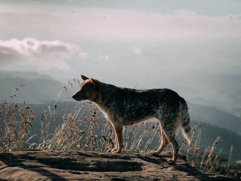 Australian Cattle Dog