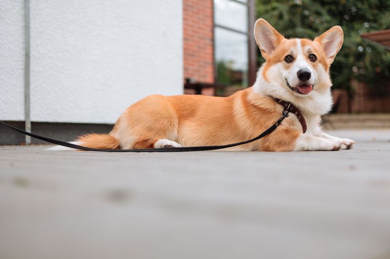 Pembroke Welsh Corgi