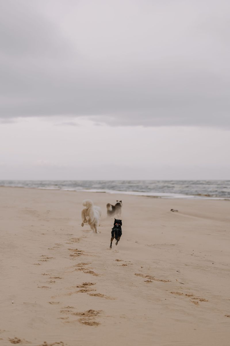 Let Loose at Double Bluff Beach Off-Leash Area on Whidbey Island