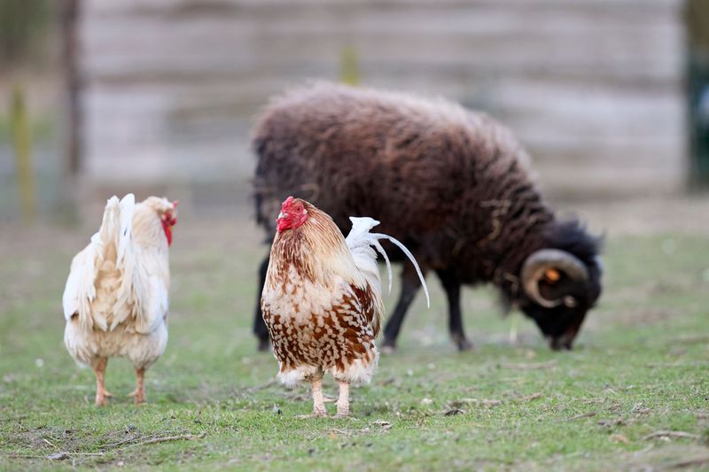 Serious Consequences Near Livestock and People