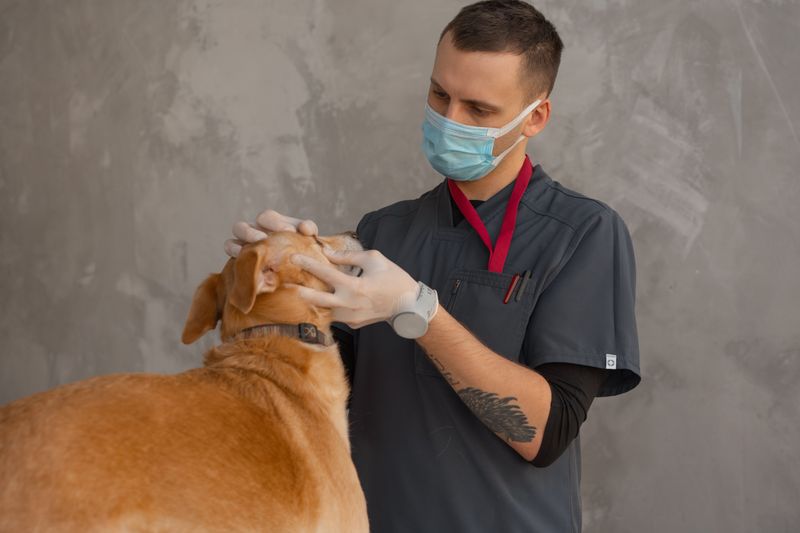 Vet Exam Within 24 Hours of a Bite