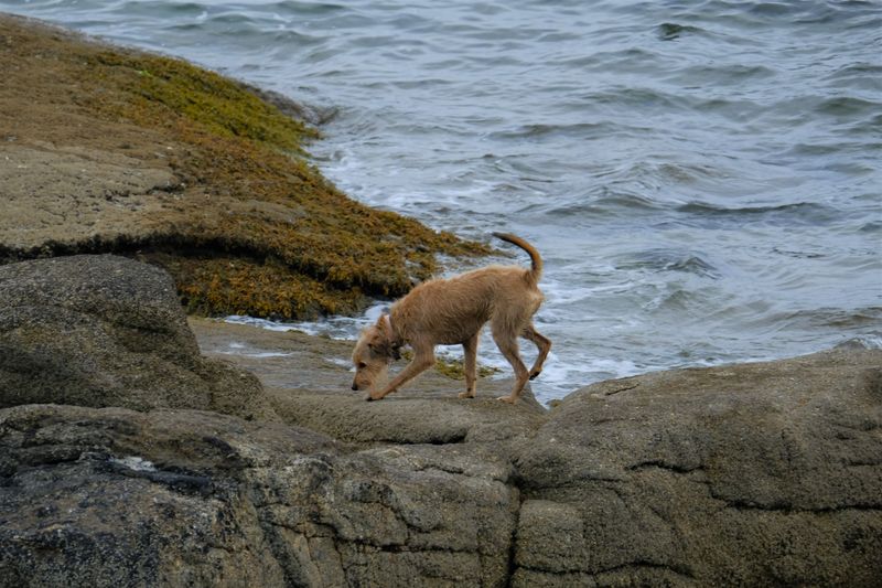 Slick Stone Turns Sure Paws Into Careful Ones