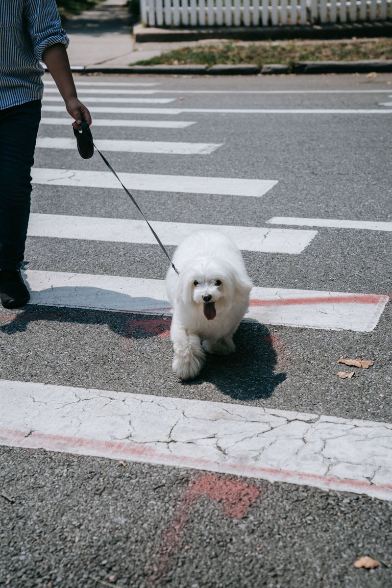 Keep The Leash On Longer Than Feels Necessary