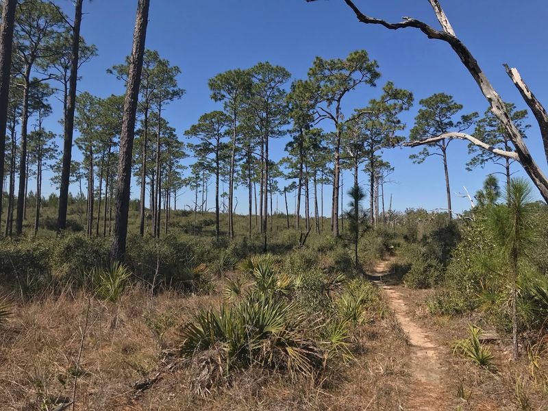 Take a leashed hike in Ocala National Forest