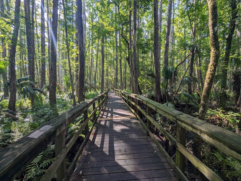 Take a wooded hike at Highlands Hammock State Park