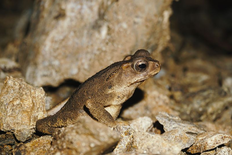 Keep dogs away from Sonoran Desert toads