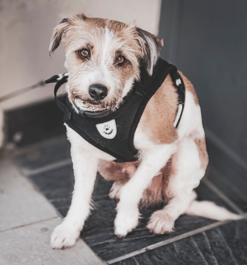 Peek Beneath Collars And Harnesses