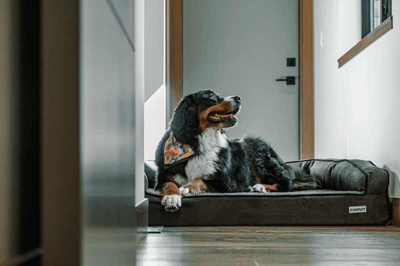 Assuming Your Dog Will Automatically Adjust to a New Home