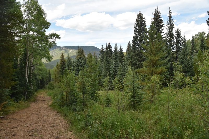 Beaver Meadows Trail (Evergreen)