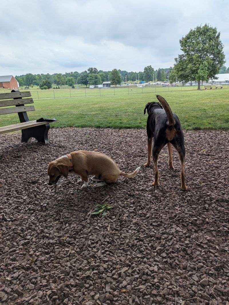 Overlook Dog Park, Lancaster