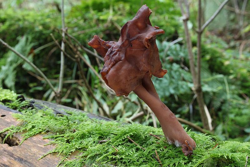 False Morel (Gyromitra infula)