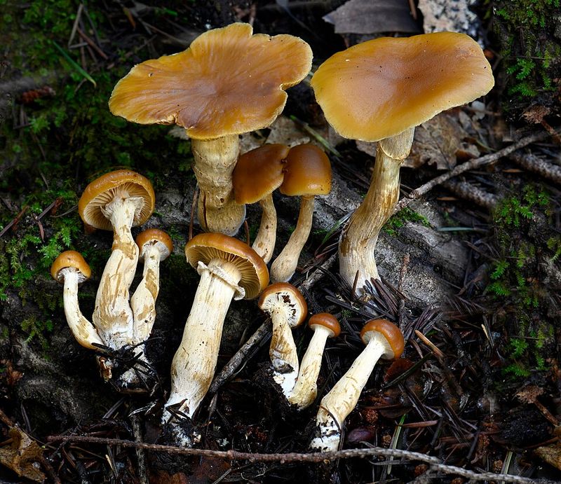 Galerina marginata