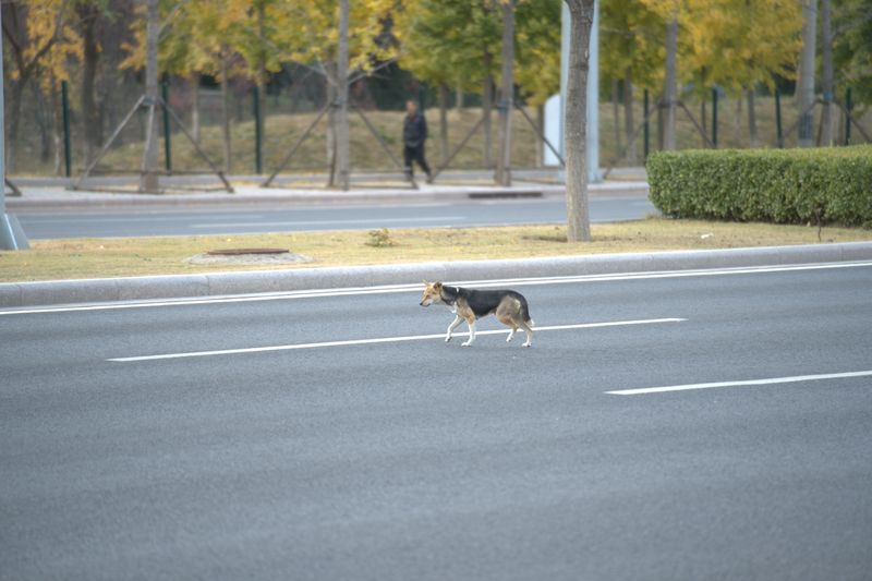 Habitual Road Chasing Counts as a Public Nuisance