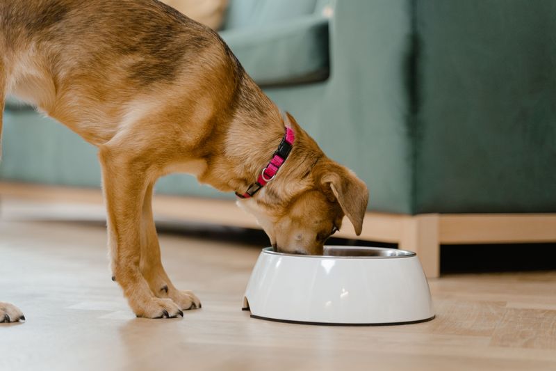 Move the Food Bowl Well Away From Shorelines