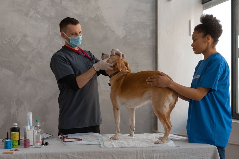 Skipping Routine Veterinary Checkups