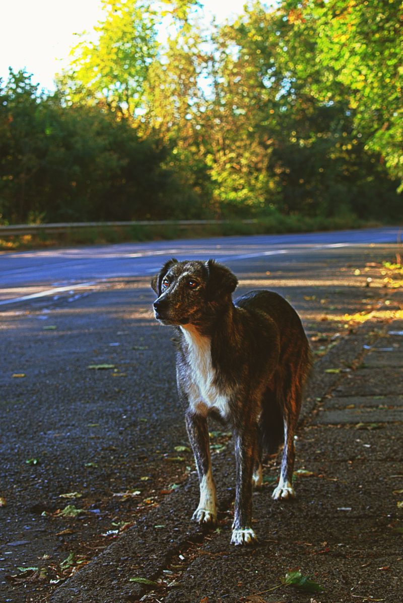 Letting a Dog Roam Is Not Allowed