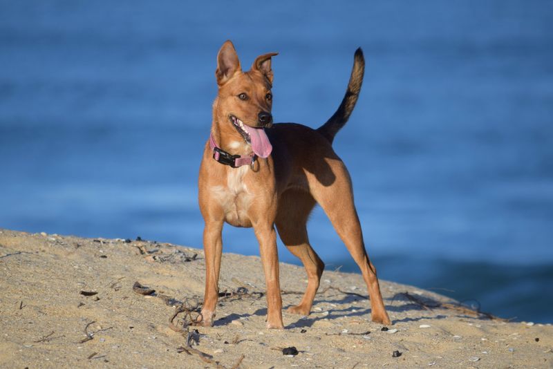 Dewey Beach Wants A Town License On Your Dog