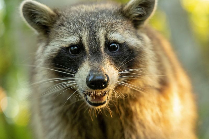 Raccoons