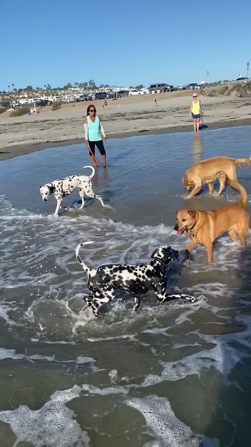 North Beach Dog Beach, Del Mar
