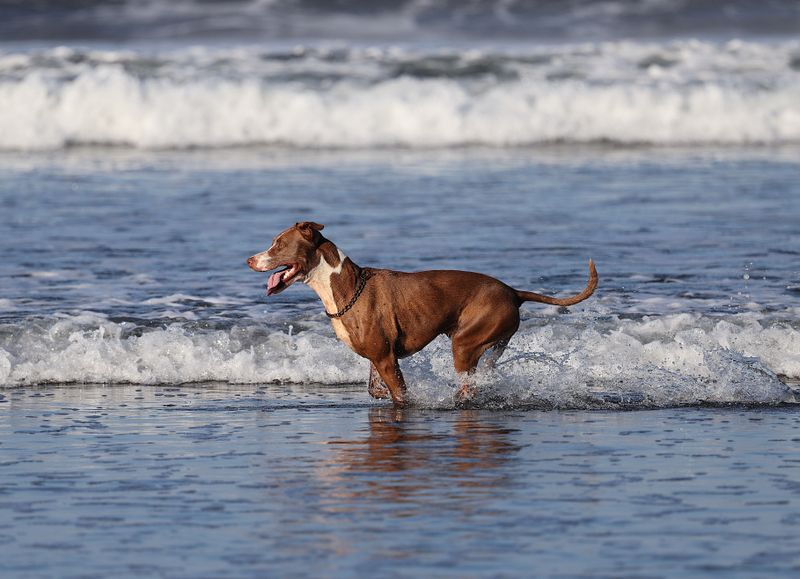 Coronado Dog Beach, Coronado