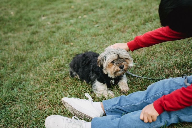 Line Up a Backup Person Who Can Reach Your Dog