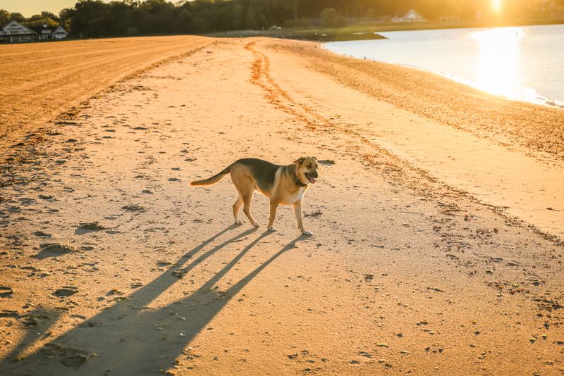 Find Dog-Friendly Beaches