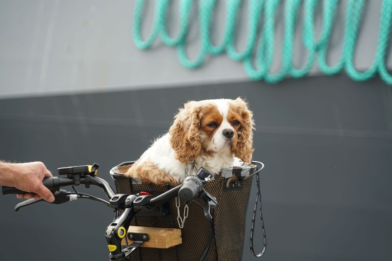 Consider Renting A Car Or Bike Carefully