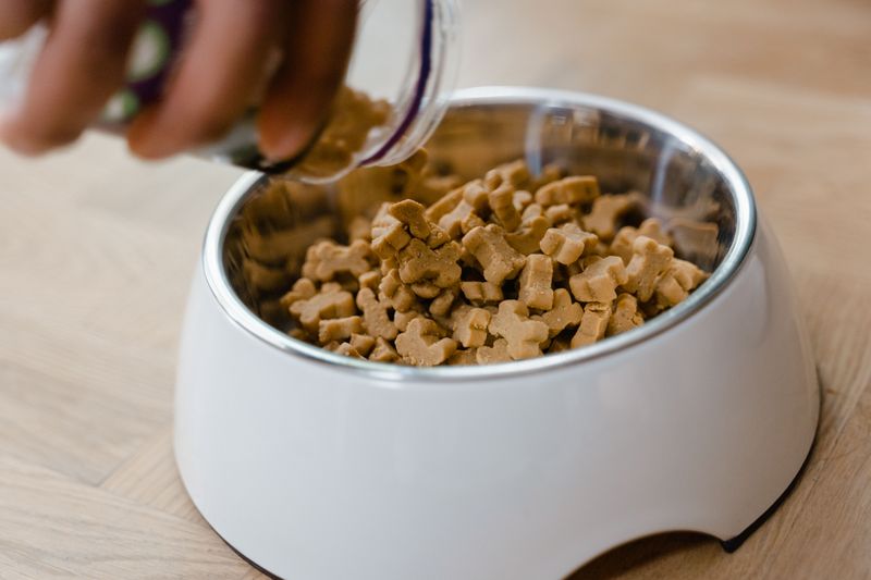Bring Your Dog's Usual Food