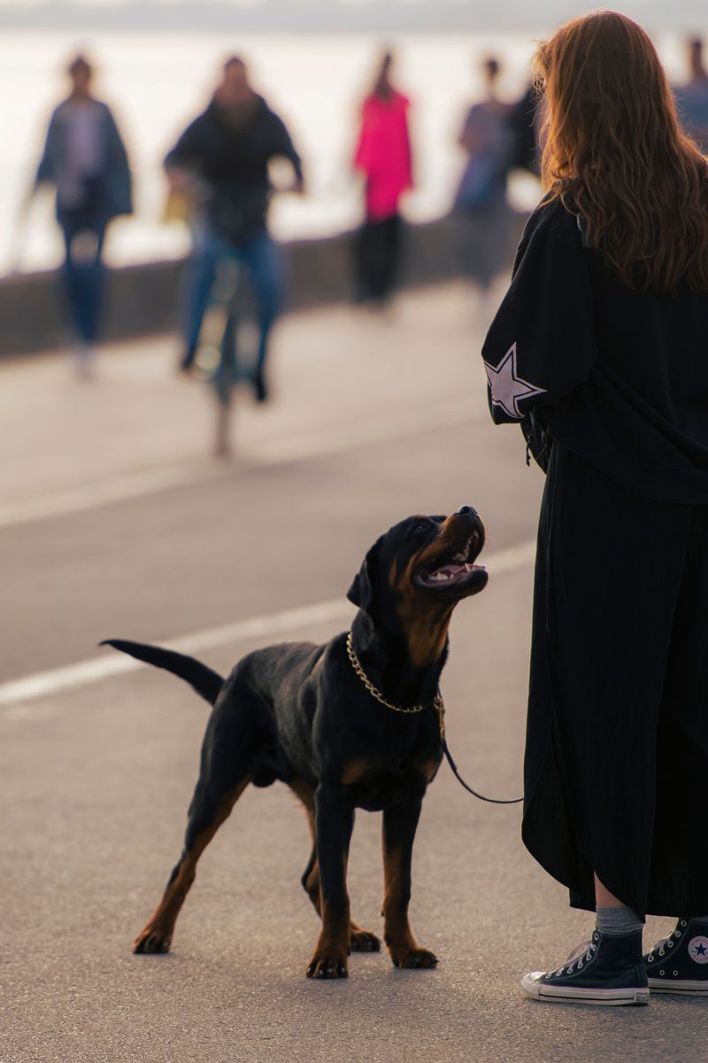 Strict Liability Applies If Your Off-Leash Dog Bites Someone