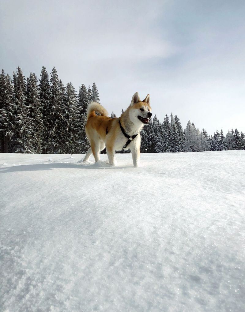 Akita