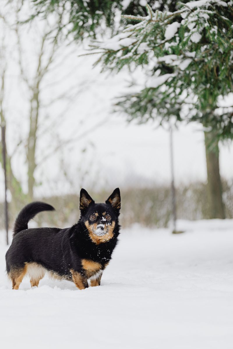 Swedish Vallhund Packs Energy Into A Smaller Body