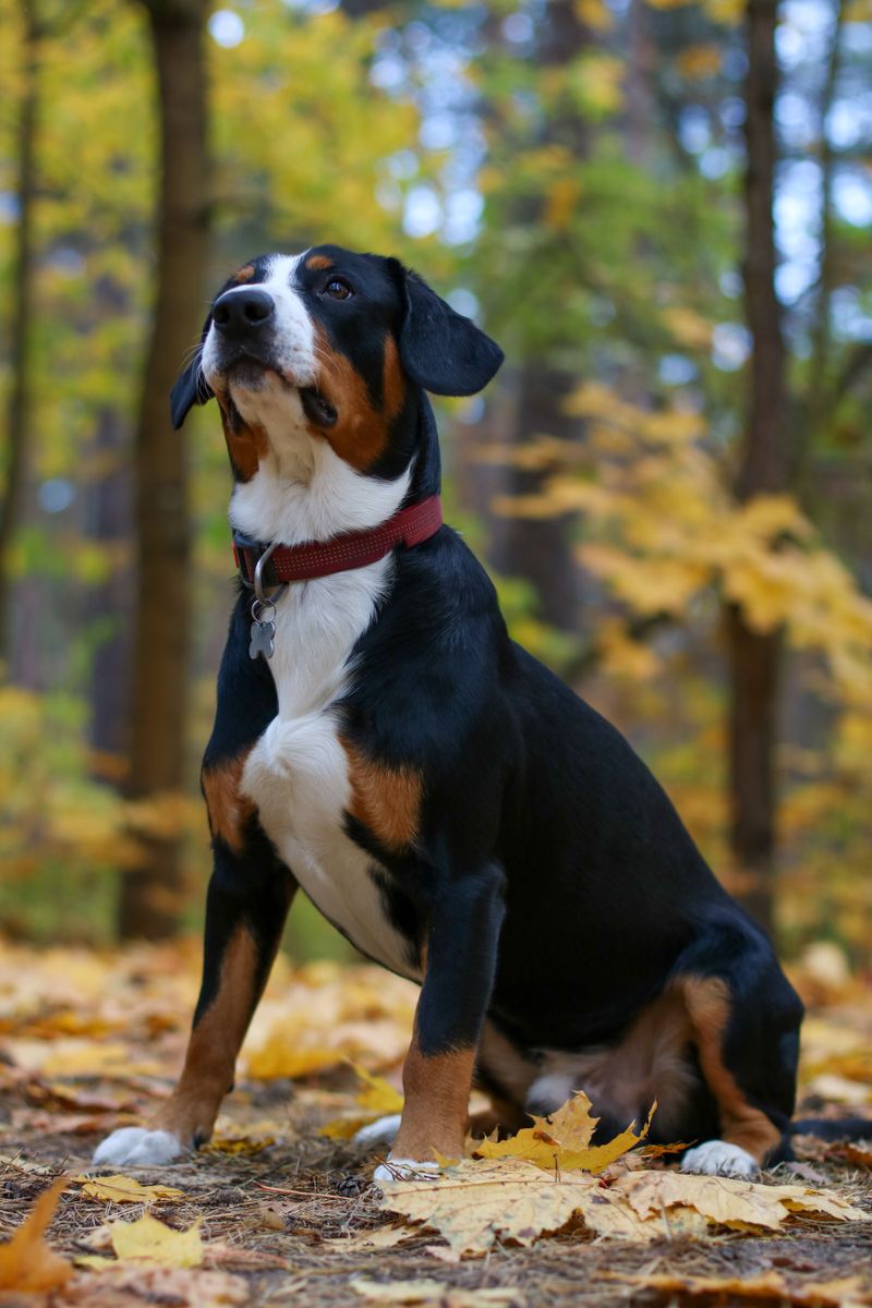 Greater Swiss Mountain Dog