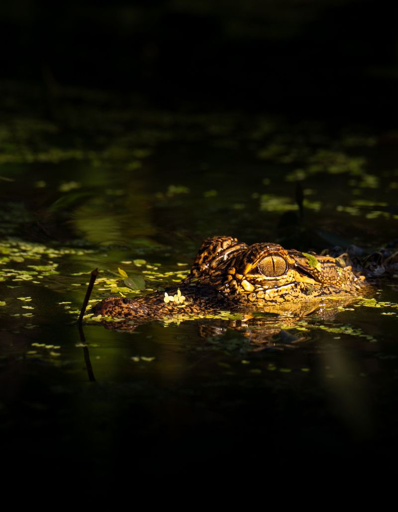 An Alligator Does Not Have to Be Visible to Be There